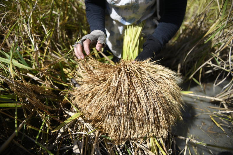 Farmers harvest their rice after it was damaged by typhoon Mangkhut in Poitan, in the Northern part of the Philippines. © Richard Atrero de Guzman / Greenpeace Farmers harvest their rice after it was damaged by typhoon Mangkhut in Poitan, in the Northern part of the Philippines. © Richard Atrero de Guzman / Greenpeace