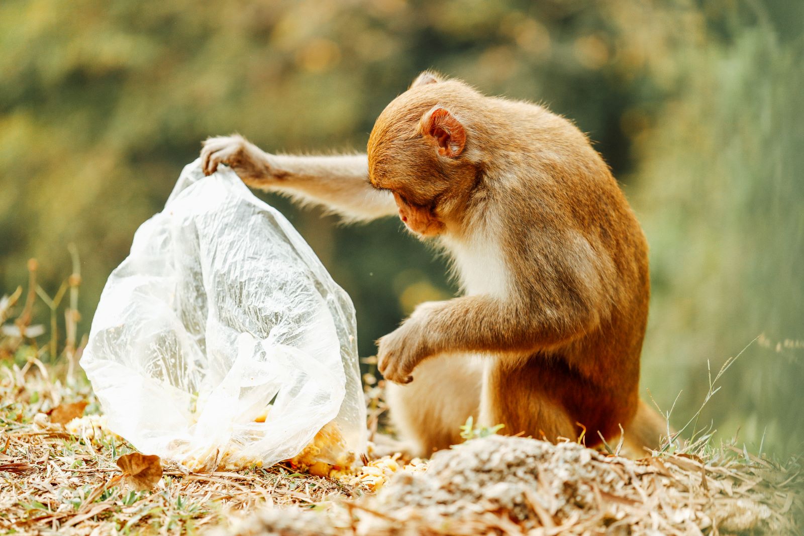 First Evidence in Hong Kong Found Microplastics in Feces of Wild Mammals; Scholar Urges Upstream Reduction for Plastic Pollution