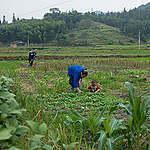Agricultural workers in Organic rice paddies at Heli village, southern China.