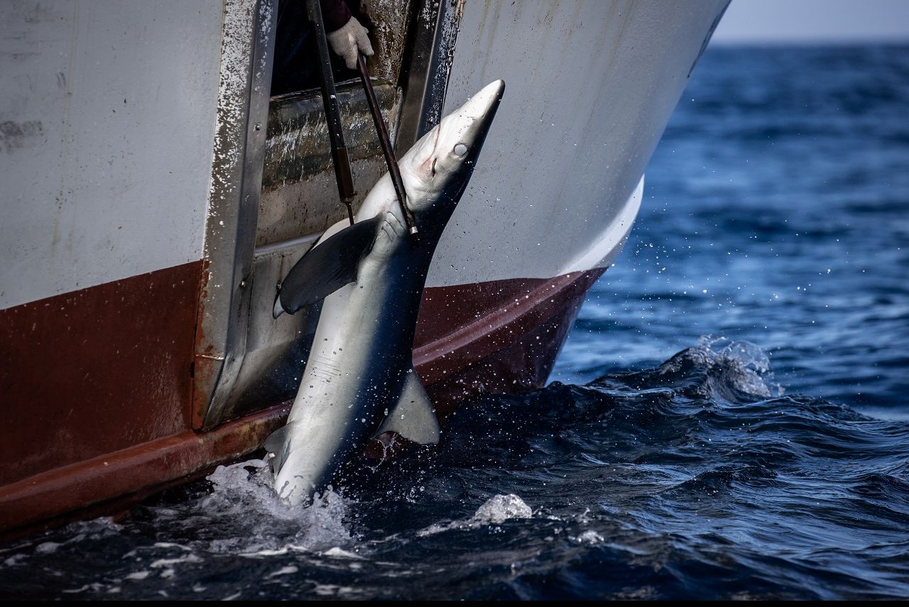 Greenpeace Urges Taiwan : Fight IUU Fishing to Repair Global Image