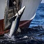 Greenpeace Urges Taiwan : Fight IUU Fishing to Repair Global Image