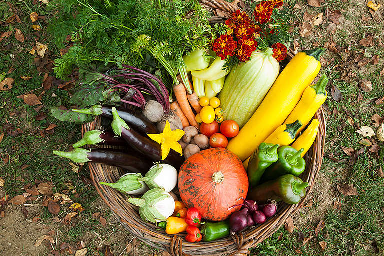 Meals in Nature: Unlocking the Secrets and techniques of Nature’s Bounty