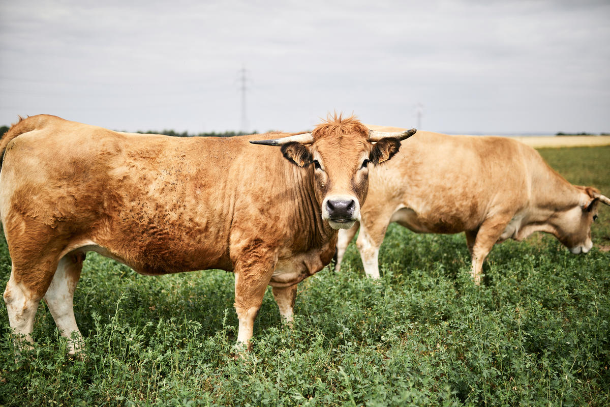 Organic Livestock Farming near Vienna. © Mitja Kobal