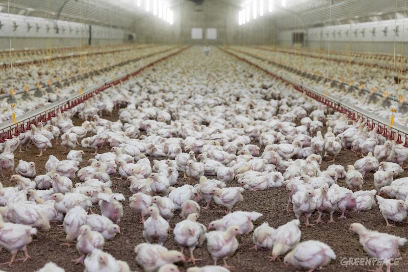 Crunch time for factory farming in Europe - Greenpeace European Unit