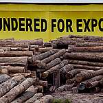 Europe failing to use legal armoury against illegal logging