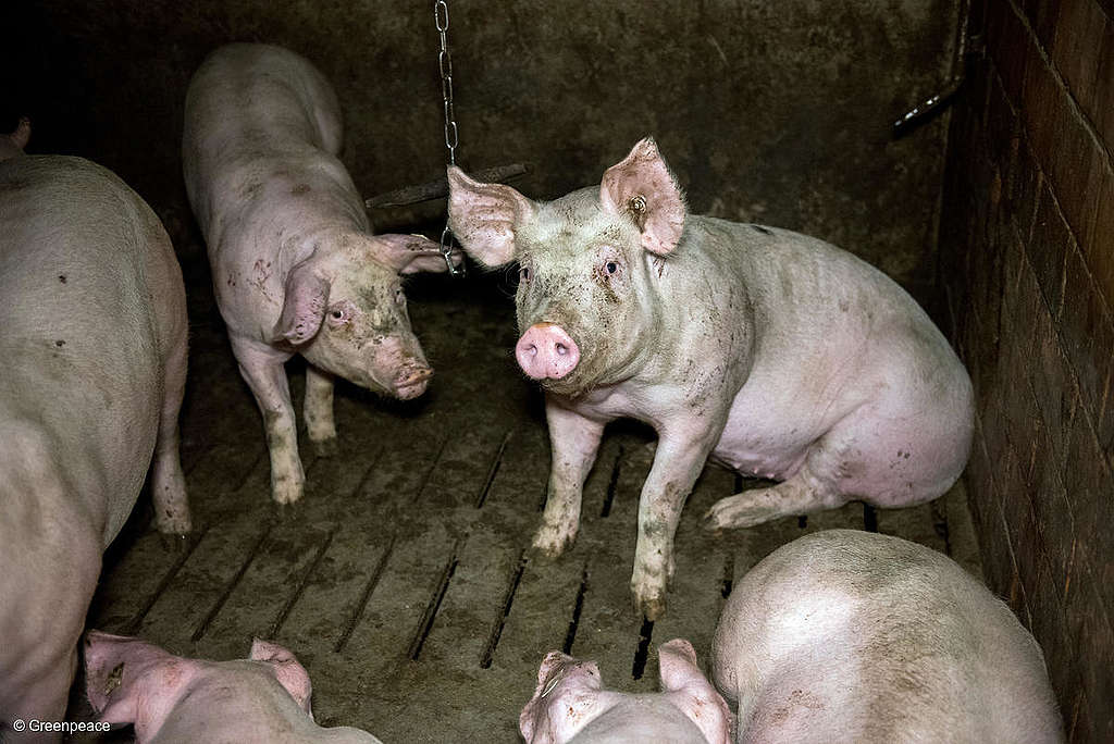 Pigs are being treated horribly; common pig factory farming practices include tail docking and tooth clipping
