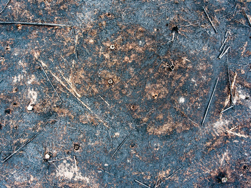 Forest Destruction in Finland