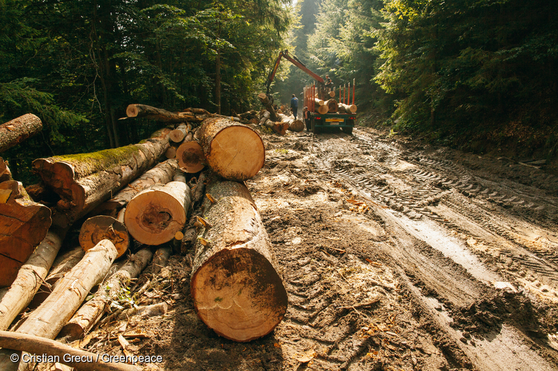 Logging in Romania