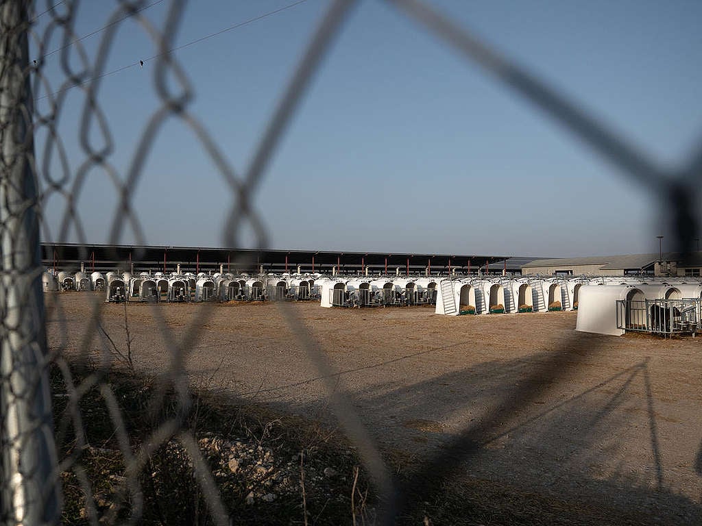 Rows of Calves in Dairy Factory Farm in Caparroso, Spain. © Greenpeace / Wildlight / Selene Magnolia