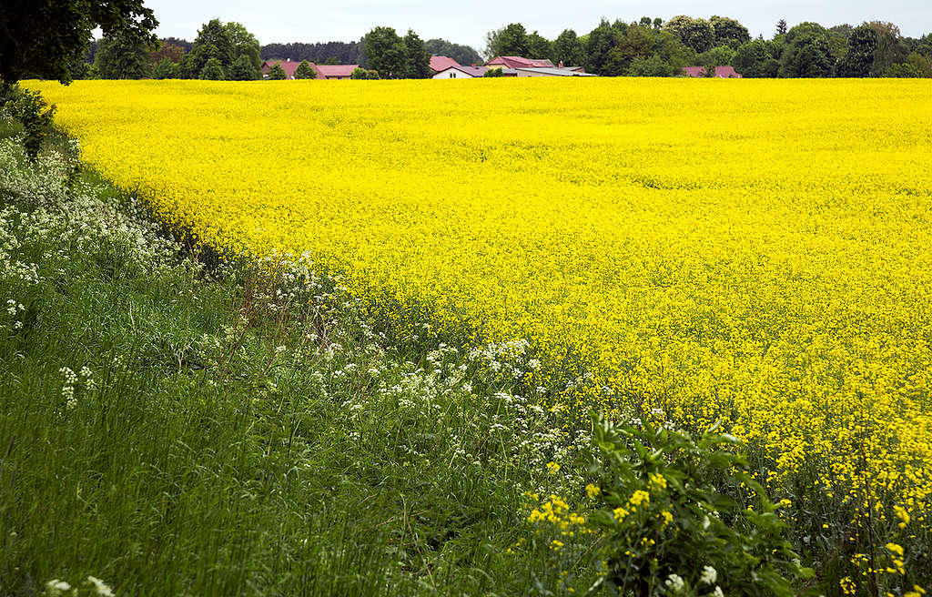 Rape Field in Full Bloom in Germany. © Paul Langrock / Greenpeace Rape Field in Full Bloom in Germany. © Paul Langrock / Greenpeace