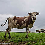 EU leaders set to greenwash EU farm policy