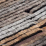 Joint NGO briefing on EU forest & ecosystem law