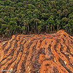 Briefing: EU anti-deforestation law could have serious holes