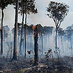 Sabotage: how companies lobby against EU protection for the world’s forests