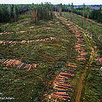 Tracing forest destruction and human rights abuse