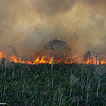 Last negotiations on EU deforestation law