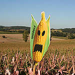 NGO letter to EU Commission on new GMOs