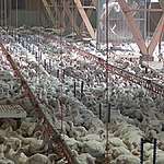 Polluting farms’ industrial emissions must be regulated
