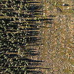 Europe must stop the green PR on forests