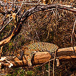 <strong>EU to adopt new deforestation law</strong>