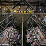 Environment MEPs vote to cut livestock pollution