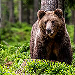 EU Parliament backs landmark law to restore Europe’s nature