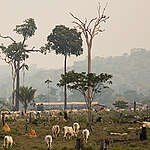 Cattle in area embargoed by Ibama.
Gado em area embargada pelo Ibama no municio de Aripuana MT.