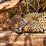 In 2020, large-scale fires consumed more than 20% of the Pantanal wetlands, in the midwest of Brazil. The recurrent lack of rainfall in the region, in addition of the total absence of environmental protection policies, started an unprecedented crisis, which puts people and the biome's rich biodiversity at risk.
Mato Grosso (BR). Em 2020, incêndios de grandes proporções consumiram mais de 20% do Pantanal, no centro-oeste do Brasil. A falta de chuvas recorrente na região, somada à ausência de políticas de proteção ambiental, deram início a uma crise sem precedentes, que coloca em risco pessoas e a rica biodiversidade do bioma. Em setembro o Greenpeace esteve na região, para registrar o problema e levar apoio às organizações que atuam no Pantanal.