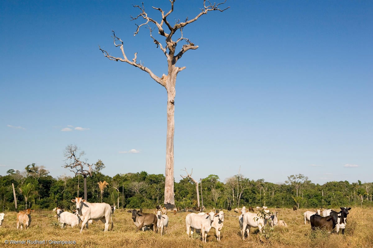 European shops imported beef newly linked to illegal cattle ranching on Indigenous Amazon lands