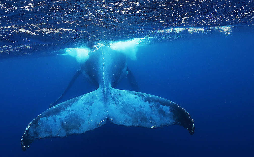 Humpback Whale in Tonga. © Paul Hilton / Greenpeace