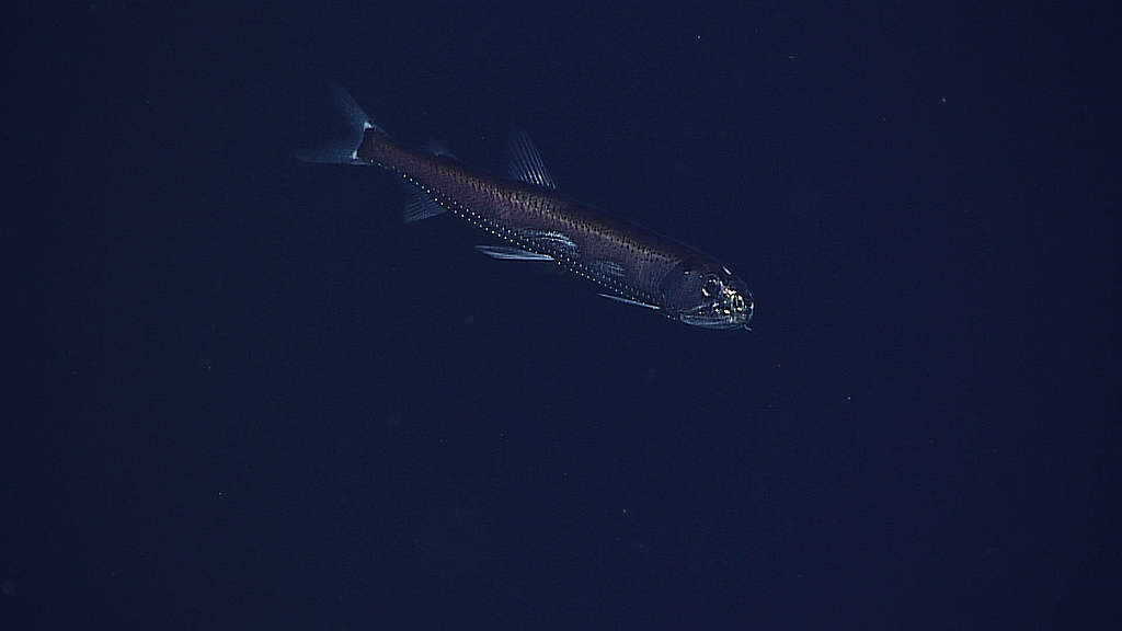 Valokalat ovat meren biologisen hiilipumpun keskeinen osa. Credit: NOAA/OAR/OER, 2016 Deepwater Wonders of Wake