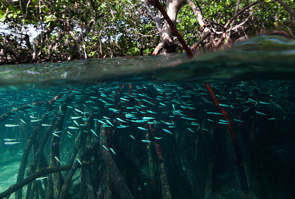 Mangrovemetsät varstoivat hiiltä huippunopeasti © Paul Hilton / Greenpeace Mangrovemetsät varstoivat hiiltä huippunopeasti © Paul Hilton / Greenpeace
