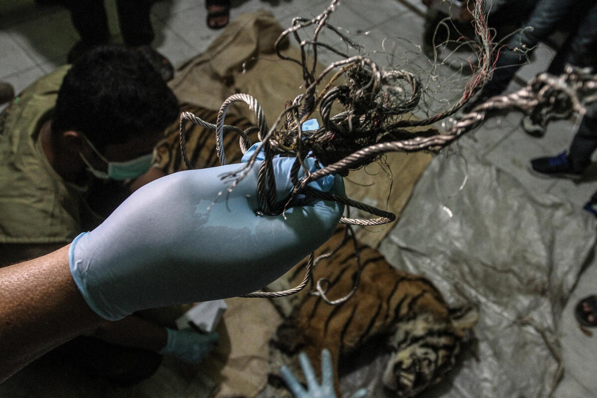 Dead Sumatran Tiger in Riau. © Rony  Muharrman / Greenpeace