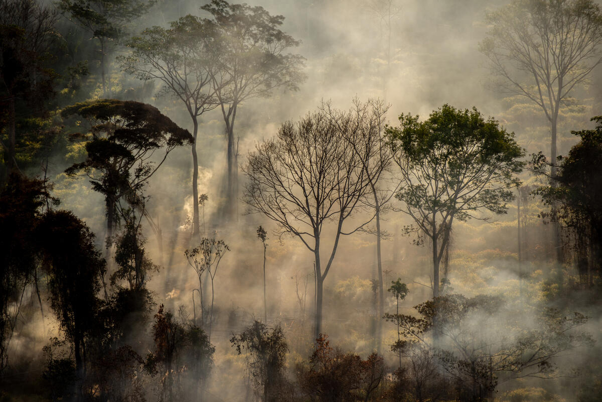 Metsäkatoa ja metsäpaloja Amazonilla, heinäkuu 2020.