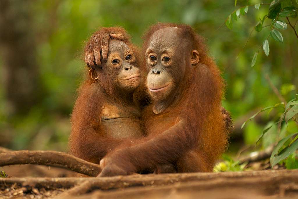 Kuvassa kaksi nuorta orankia halaamassa toisiaan Borneossa.