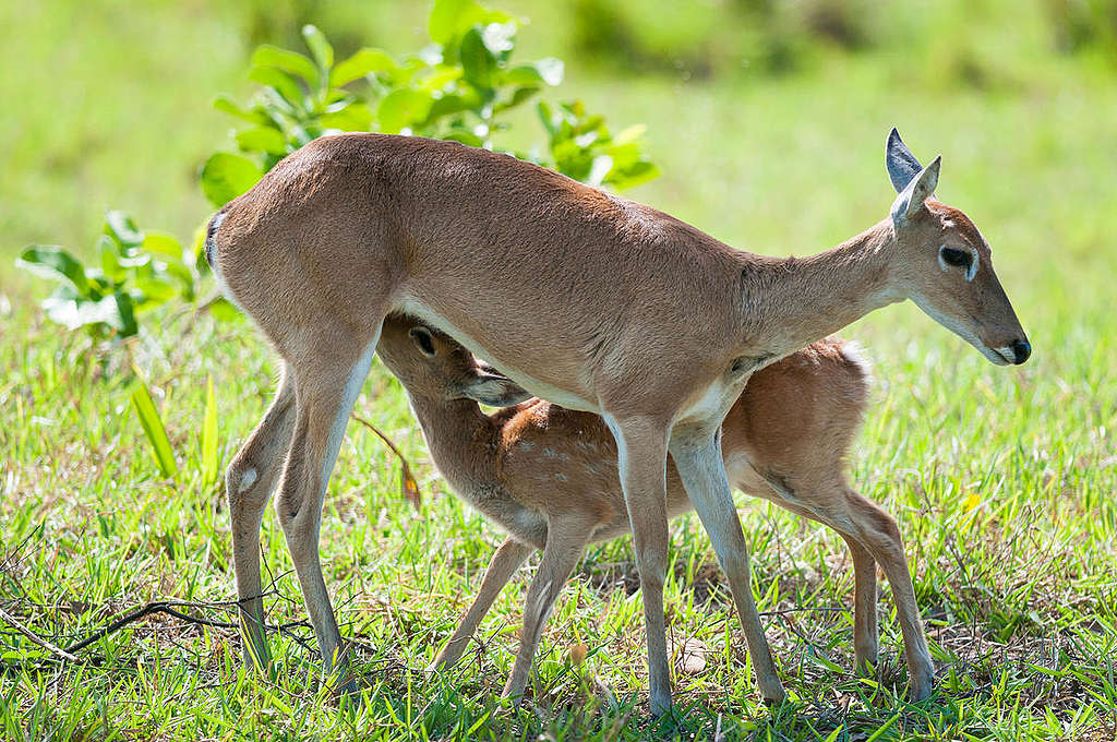 Pampakauris kuvattuna Pantanalin suistossa, Brasiliassa. © Scott Presnell / CC BY-SA 2.0 Pampakauris kuvattuna Pantanalin suistossa, Brasiliassa. © Scott Presnell / CC BY-SA 2.0