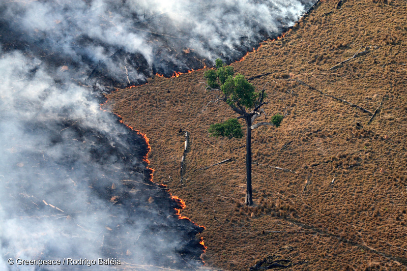 Metsäkatoalue Amazonilla
