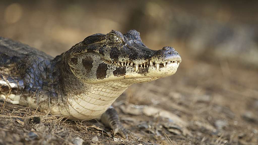 Jacarenkaimaani Jacarenkaimaani