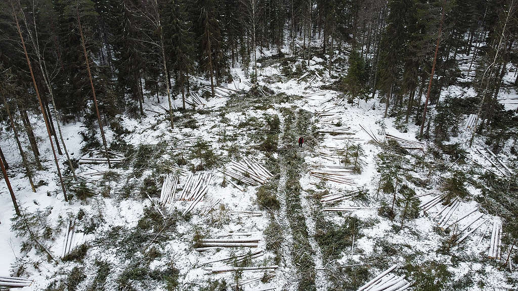 Avohakkuu evolla. Kuvassa on vielä poiskeräämättömiä runkoja ohuen lumikerroksen peittäminä.