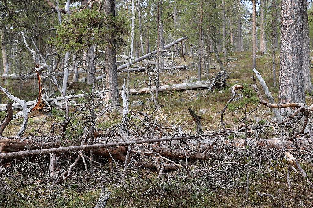 Luonnonmetsää. Maassa on paljon kuollutta puuta, ja pystyssä on järeää puustoa.