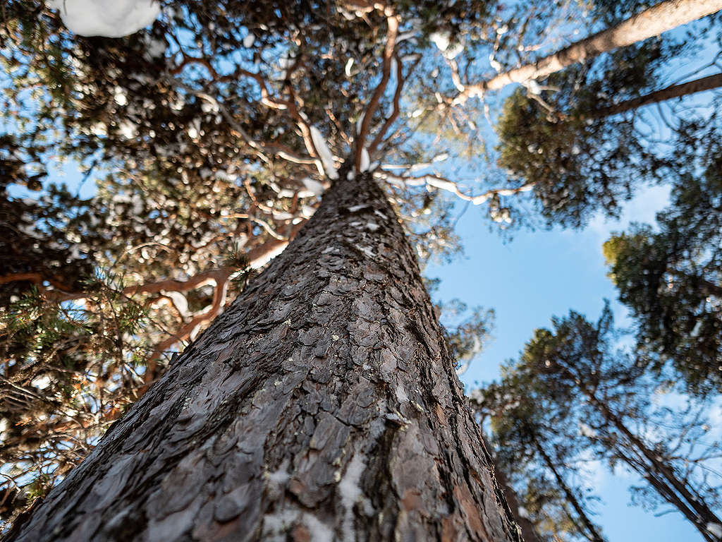 Järeä mänty Inarin yhteismetsässä.