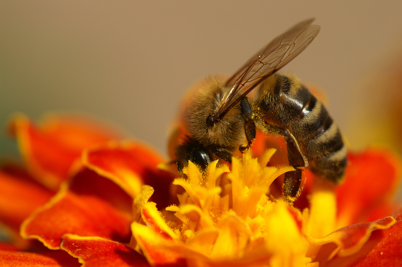Mehiläinen pölyttämässä kukkaa.