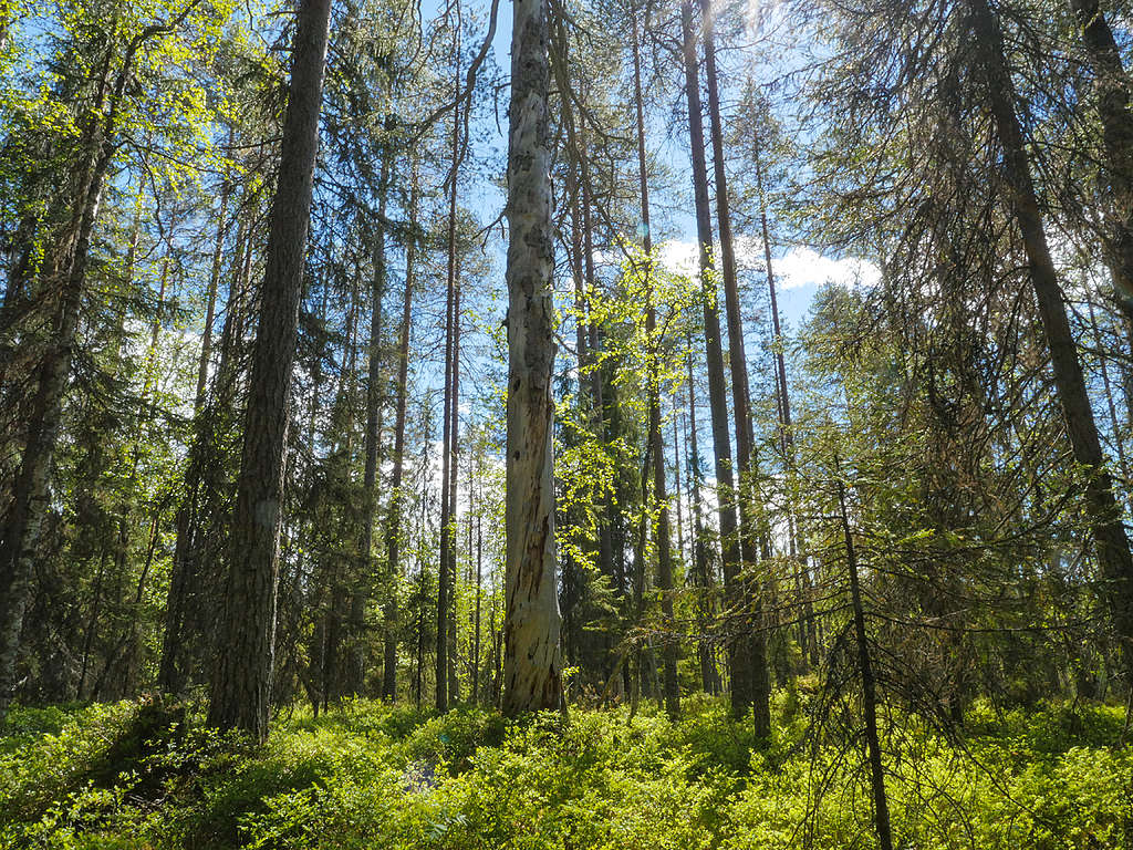 Metsämaisemaa Vienan reitillä. Metsä on vanhaa ja siinä on paljon lahopuuta.