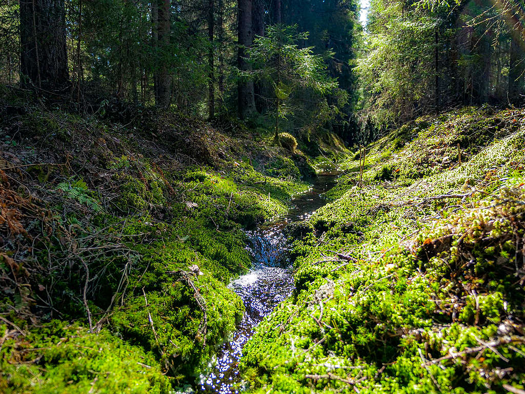 luonnonmetsä puro luonnonmetsä puro