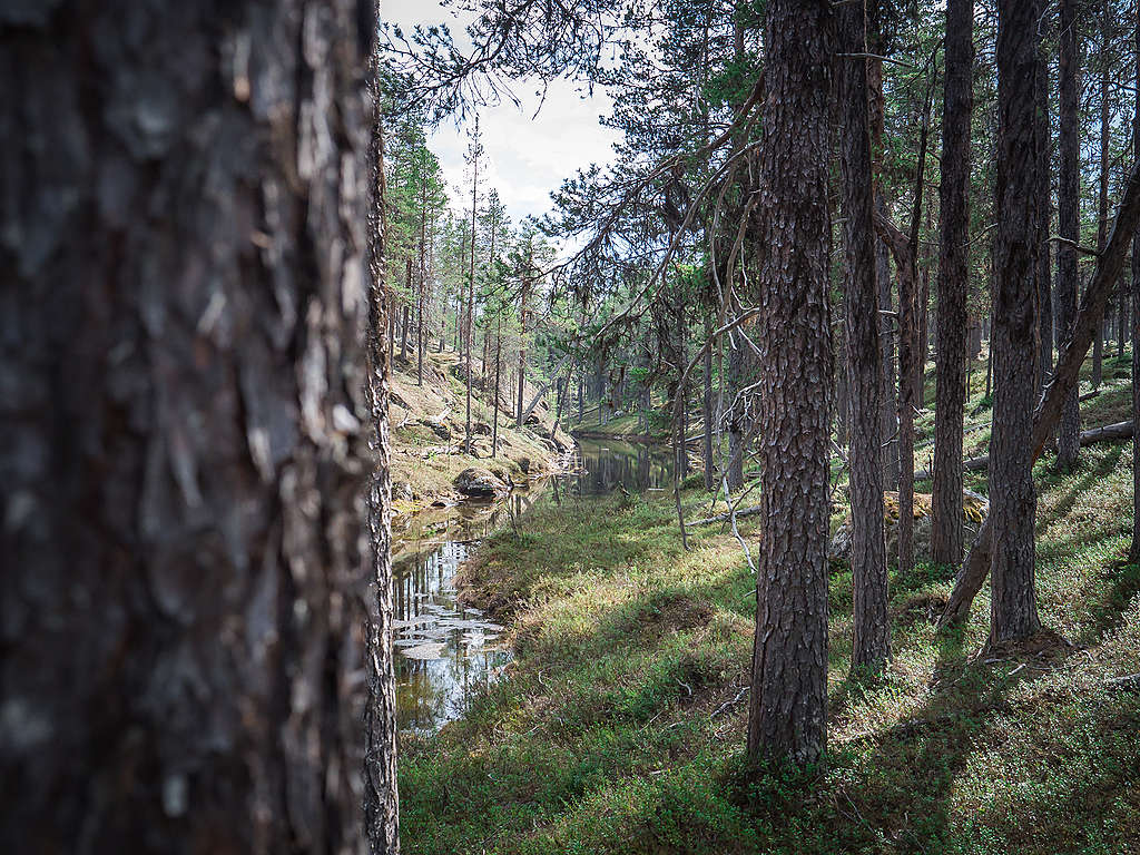 Tuhatvuotista luonnonmetsää Inarissa.