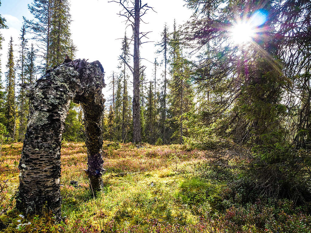 Luonnonmetsää. Kuvan keskiössä on maahan asti taipunut lahopuu, joka muodostaa "portin"