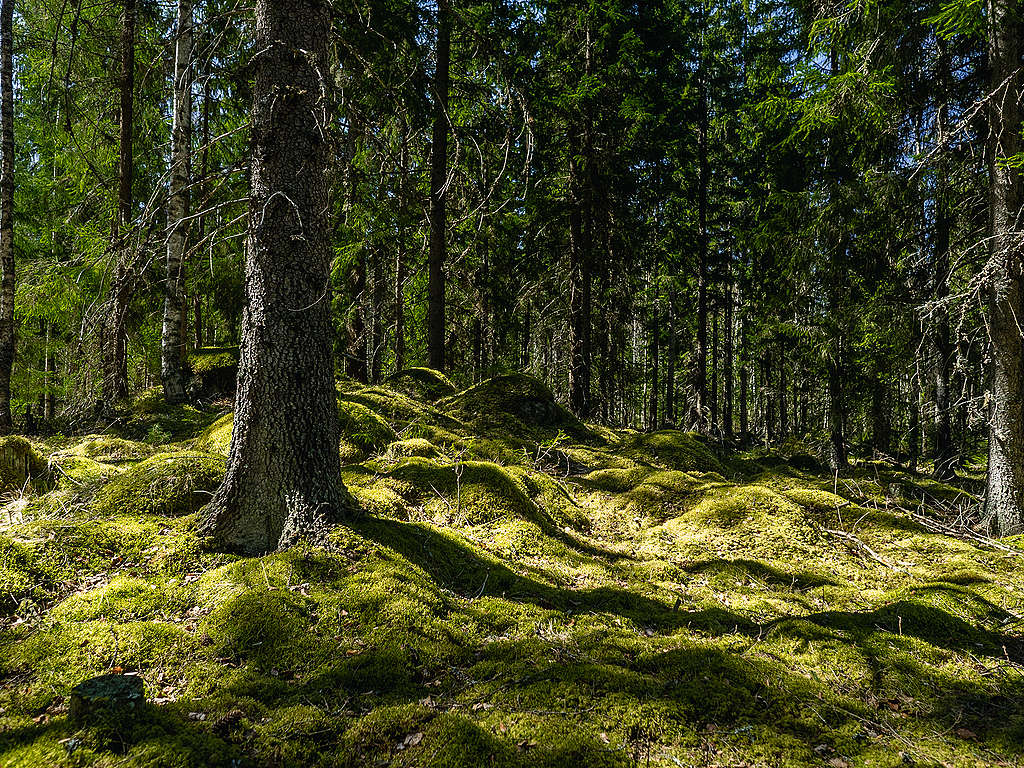 Vanhaa luonnonmetsää. Metsäpohja on sammaleinen ja kuvassa on vahnaa kuusikkoa.