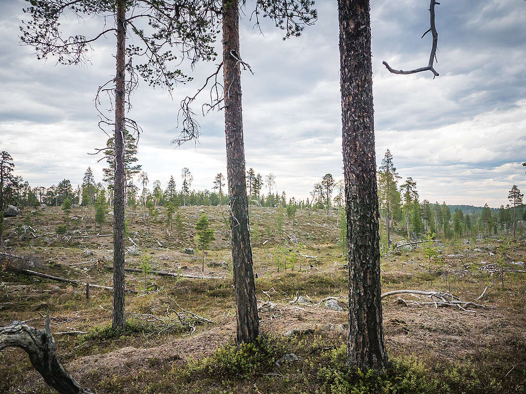 Avohakkuu luonnonmetsän reunalla.