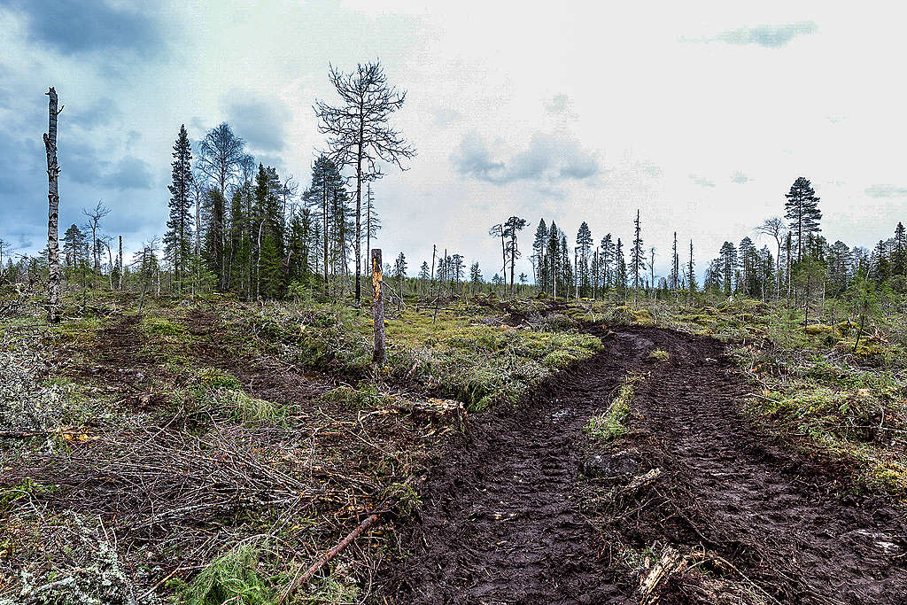 Tuore avohakkuu. Maassa näkyy metsäkoneen ura sekä risukkoa.