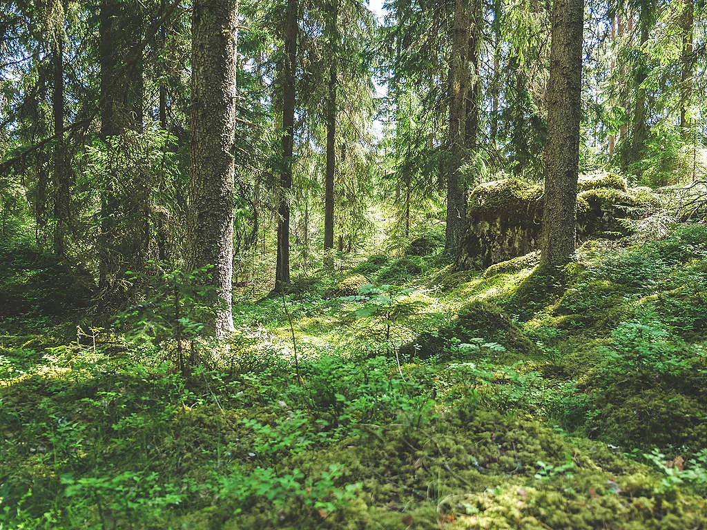 Luonnommetsää Evolla. Kuvassa on vanhoja kuusia sekä sammaleinen metsäpohja.